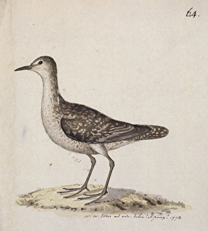 Sandpipers Gallery: Kiritimati Sandpiper