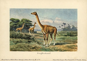 Aepycamelus, an extinct genus of camelid which Aepycamelus, an extinct genus of camelid which