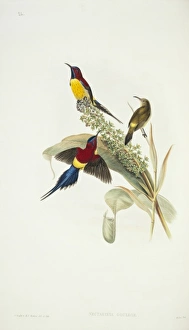 Aethopyga gouldiae, Mrs Goulds sunbird Aethopyga gouldiae, Mrs Goulds sunbird