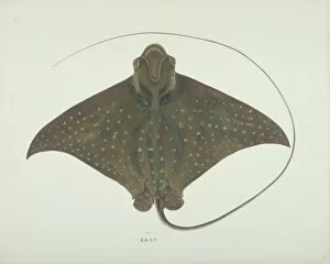 Elasmobranchii Gallery: Aetobatus narinari, spotted eagle ray