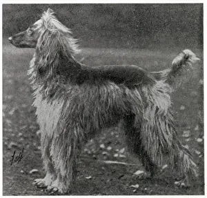 Afghan Hound - Ch. Sirdar of Ghazni Date: 1926 Afghan Hound - Ch. Sirdar of Ghazni Date: 1926