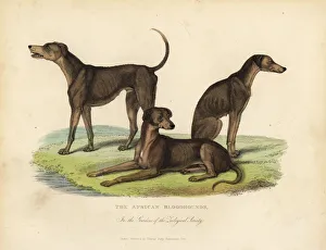 African Bloodhounds in the Gardens of the Zoological Society African Bloodhounds in the Gardens of the Zoological Society
