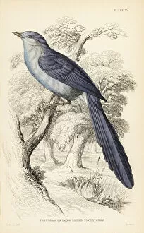 Flycatcher Gallery: African blue-flycatcher, Elminia longicauda