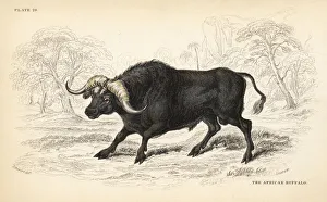 African Buffalo Syncerus caffer Handcoloured Steel Engraving