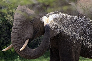 African Bush / African Savanna Elephant - spraying African Bush / African Savanna Elephant - spraying