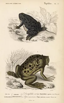 African clawed frog and Surinam toad African clawed frog and Surinam toad