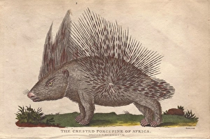 African crested porcupine, Atherurus africanus African crested porcupine, Atherurus africanus
