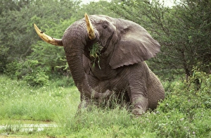 African Elephant - Sitting in the middle of the African Elephant - Sitting in the middle of the