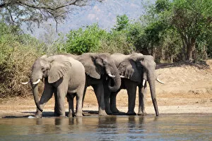 African Elephants - drinking