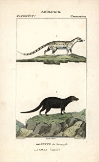 African genet, Genetta genetta, and marsh or African genet, Genetta genetta, and marsh or