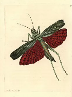 African grasshopper or milkweed locust, Phymateus cinctus