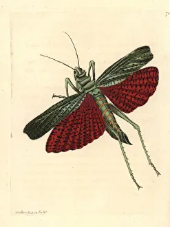 African grasshopper or milkweed locust, Phymateus cinctus African grasshopper or milkweed locust, Phymateus cinctus