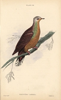 African lemon-dove, Columba larvata, native to Africa African lemon-dove, Columba larvata, native to Africa