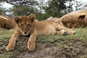 Panthera Gallery: African Lion - cub lying down alert whilst adults