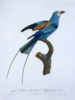 Critter Gallery: African Rollier Bird Date: 1808