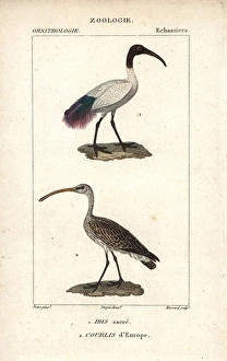 African sacred ibis, Threskiornis aethiopicus African sacred ibis, Threskiornis aethiopicus