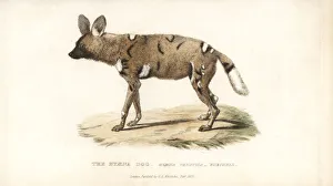 African wild dog, Lycaon pictus. Endangered African wild dog, Lycaon pictus. Endangered