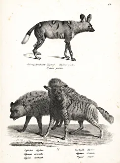 African wild dog, spotted hyena and striped hyena African wild dog, spotted hyena and striped hyena