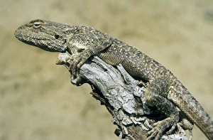 Agama Lizard - on a dry bush watching for prey Agama Lizard - on a dry bush watching for prey