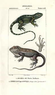 Agama of Port Jackson and Anole of Cape of Good Hope Agama of Port Jackson and Anole of Cape of Good Hope