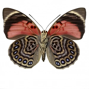 <b class=qtipBold><figcaption>Agrias claudina, butterfly</figcaption></b><br>Photograph of an Agrias claudina, Family Nymphalidae (Charaxinae). Date:<br><em>© Mary Evans / Natural History Museum</em> Agrias claudina, butterfly