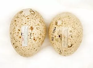 Images Dated 22nd February 2008: Agriocharis ocellata eggs