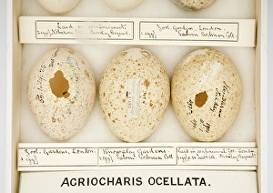 Images Dated 22nd February 2008: Agriocharis ocellata eggs