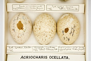 Images Dated 22nd February 2008: Agriocharis ocellata eggs