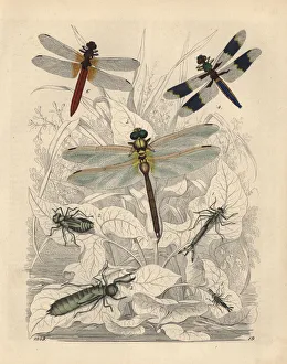 Agrion pupa, Libellula pupa and others Agrion pupa, Libellula pupa and others