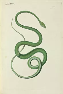 Snake Gallery: Ahaetulla prasina, Short-nosed vine snake