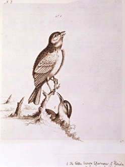 Aimophila aestivalis, Bachmans sparrow, Thryothorus ludovic Aimophila aestivalis, Bachmans sparrow, Thryothorus ludovic