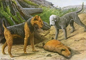 Airdale Terrier and Bedlington Terrier Airdale Terrier and Bedlington Terrier