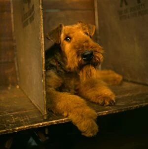 Competitions Gallery: Airedale terrier at a dog show