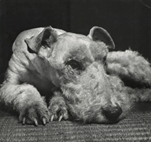 Airedale terrier resting on the floor Airedale terrier resting on the floor
