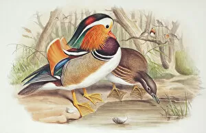 Day Time Gallery: Aix galericulata, mandarin duck