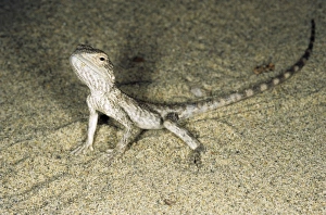 Alarmed small Agamid lizard - during feeding at Alarmed small Agamid lizard - during feeding at
