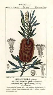 Albany bottlebrush, Callistemon speciosus Albany bottlebrush, Callistemon speciosus
