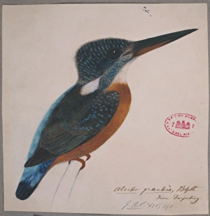 Alcedo hercules, great blue kingfisher Alcedo hercules, great blue kingfisher
