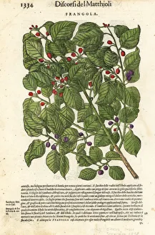 Alder buckthorn or glossy buckthorn, Frangula alnus Alder buckthorn or glossy buckthorn, Frangula alnus