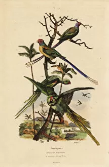 Fries Gallery: Alexandrine parakeet, Psittacula eupatria