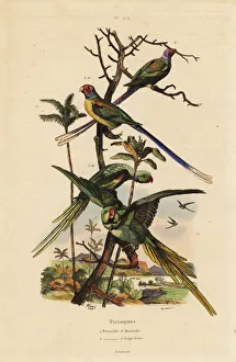 Fries Gallery: Alexandrine parakeet, Psittacula eupatria