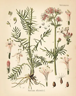 All-heal or valerian, Valeriana officinalis All-heal or valerian, Valeriana officinalis