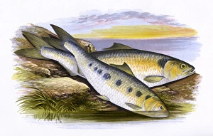 S Gallery: Shad Collection