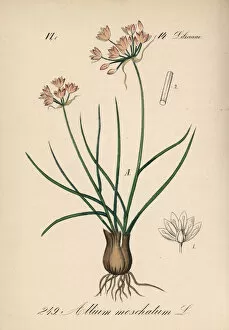 Allium Gallery: Allium moschatum
