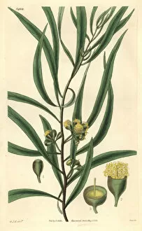 Jackson Gallery: Almond-leaved eucalyptus or black peppermint