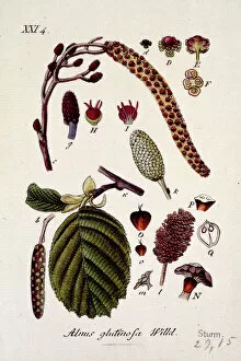 Alnus glutinosa (Willd.) XXI 4, alder