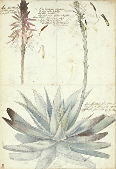Aloe succotrina, fynbos aloe & Aloe vera, true aloe Aloe succotrina, fynbos aloe & Aloe vera, true aloe