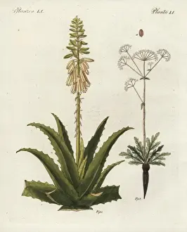Aloe Vera and Asafoetida Print, 1798