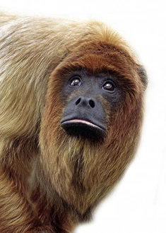 Alouatta seniculus, red howler monkey Alouatta seniculus, red howler monkey