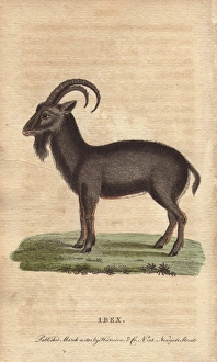 Alpine ibex, Capra ibex Alpine ibex, Capra ibex